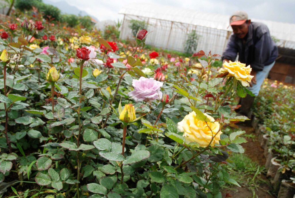 ROSE CULTIVATION
