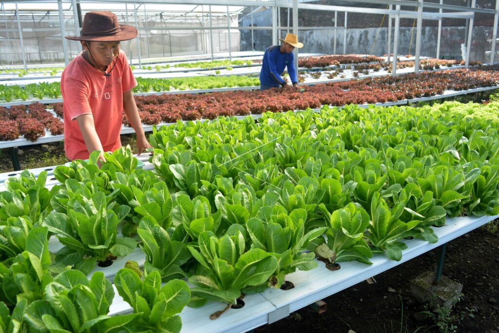 HYDROPONIC VEGETABLE CULTIVATION