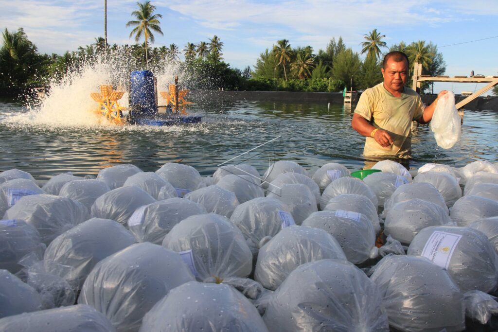 BUDI DAYA UDANG VANAME DI ACEH