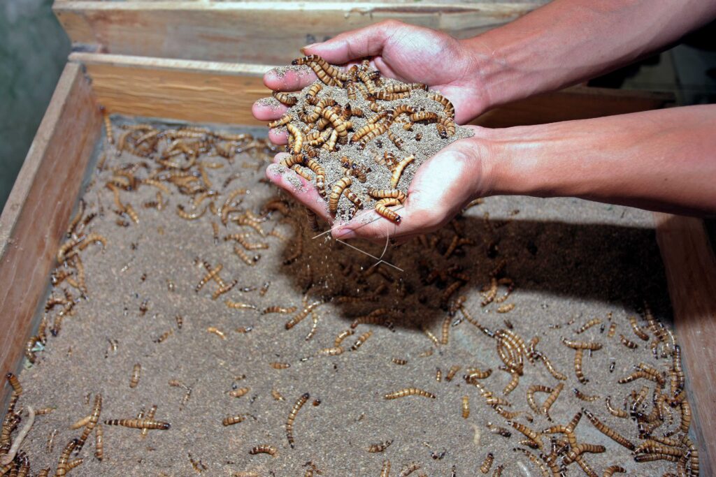 GERMAN CATERPILLAR CULTIVATION