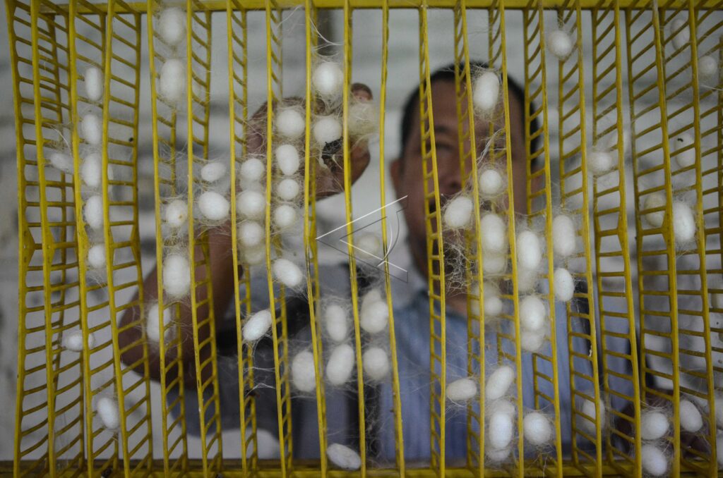 BUDI DAYA ULAT SUTRA