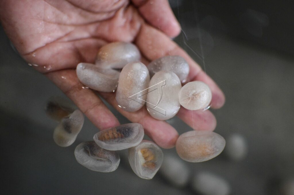 BUDI DAYA ULAT SUTRA