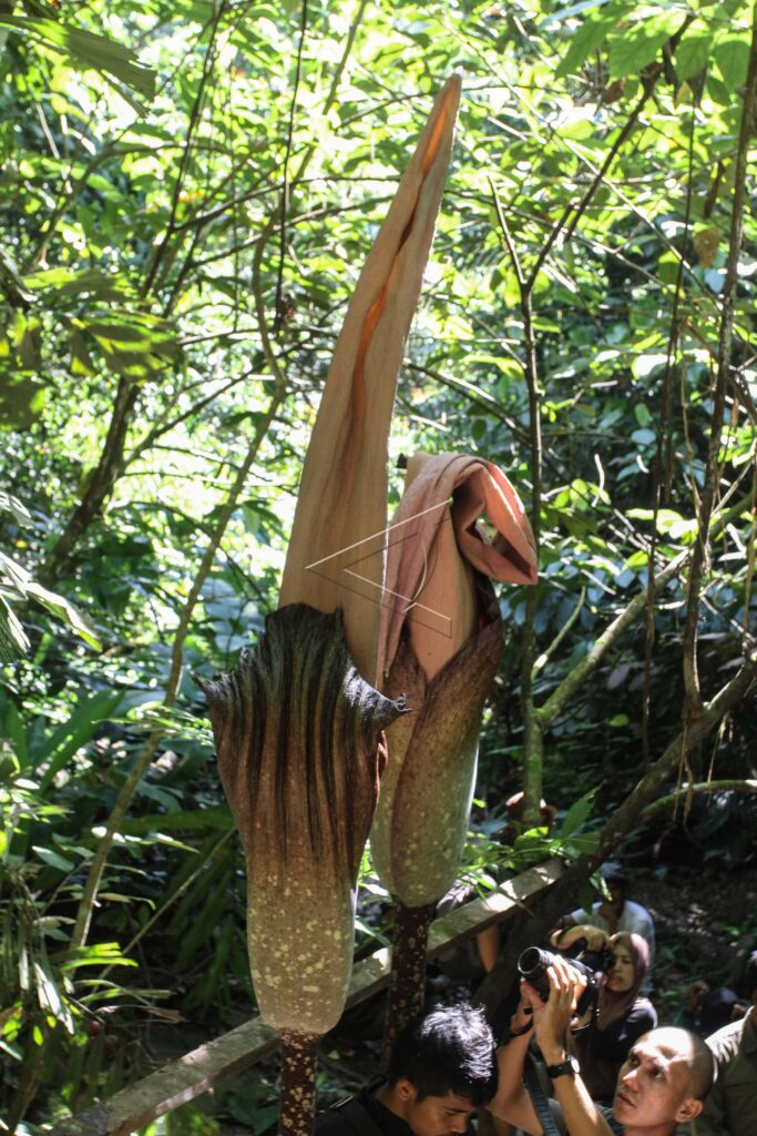 THE HIGHEST CORPSE FLOWER