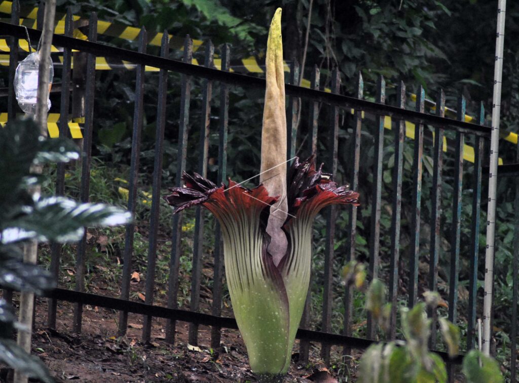 BUNGA BANGKAI MEKAR SEMPURNA