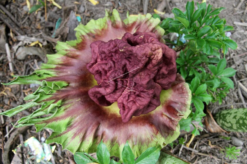 THE ELEPHANT FOOT YAM BLOOMS