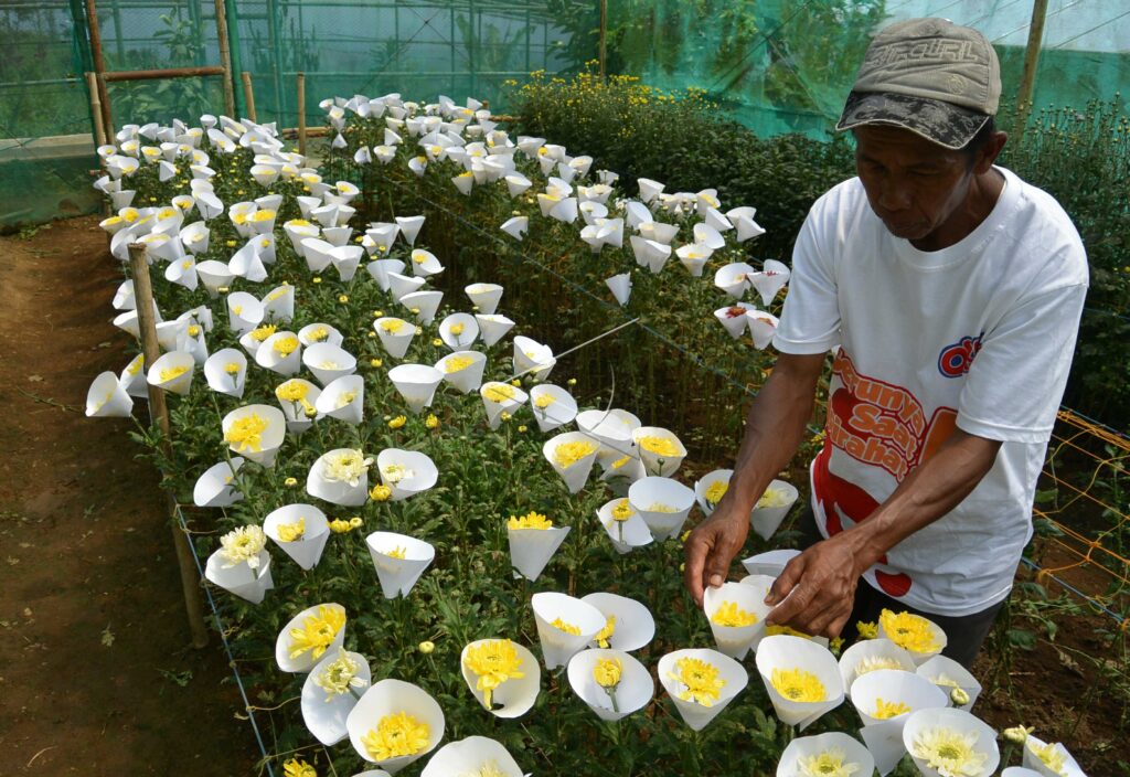 CHRYSANTHEMUM PLANTATION
