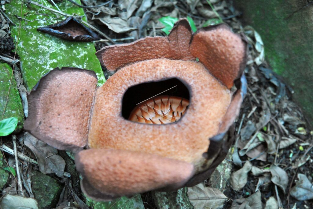 RAFFLESIA PATMA