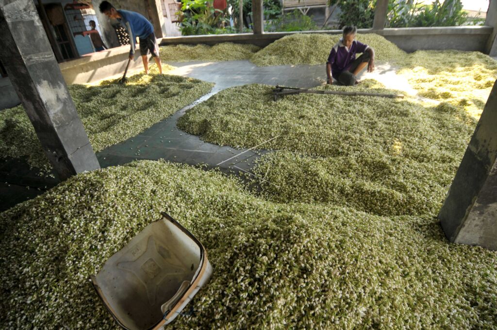 EXPORT QUALITY JASMINE