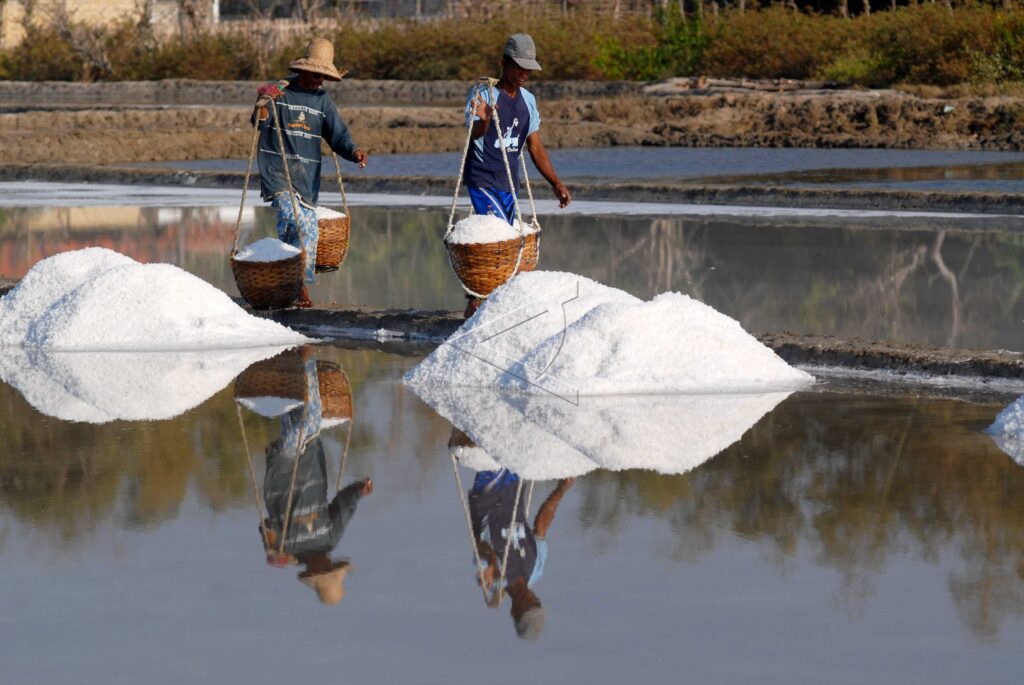 SALT HARVEST