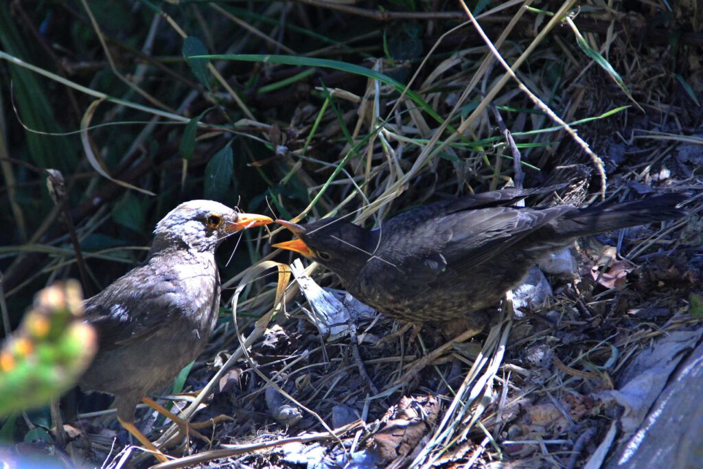 ISLAND THRUSH