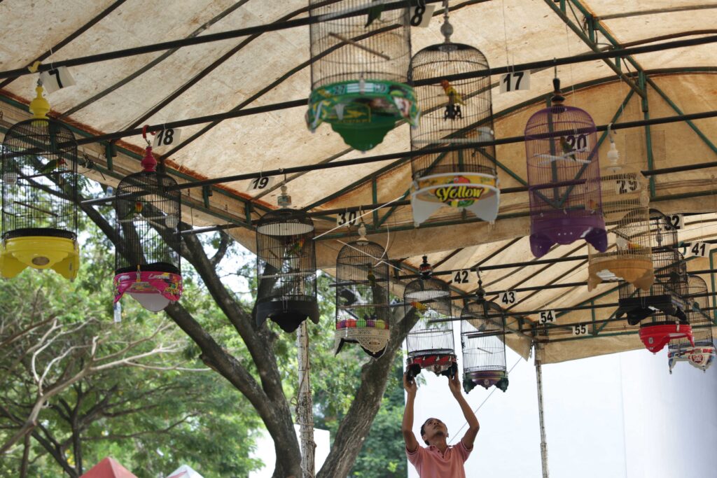 LOVEBIRD CHIRPING BIRD