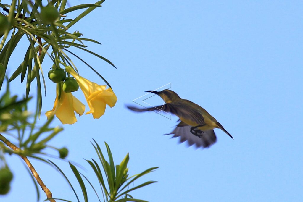 OLIVE-BACKED SUNBIRD