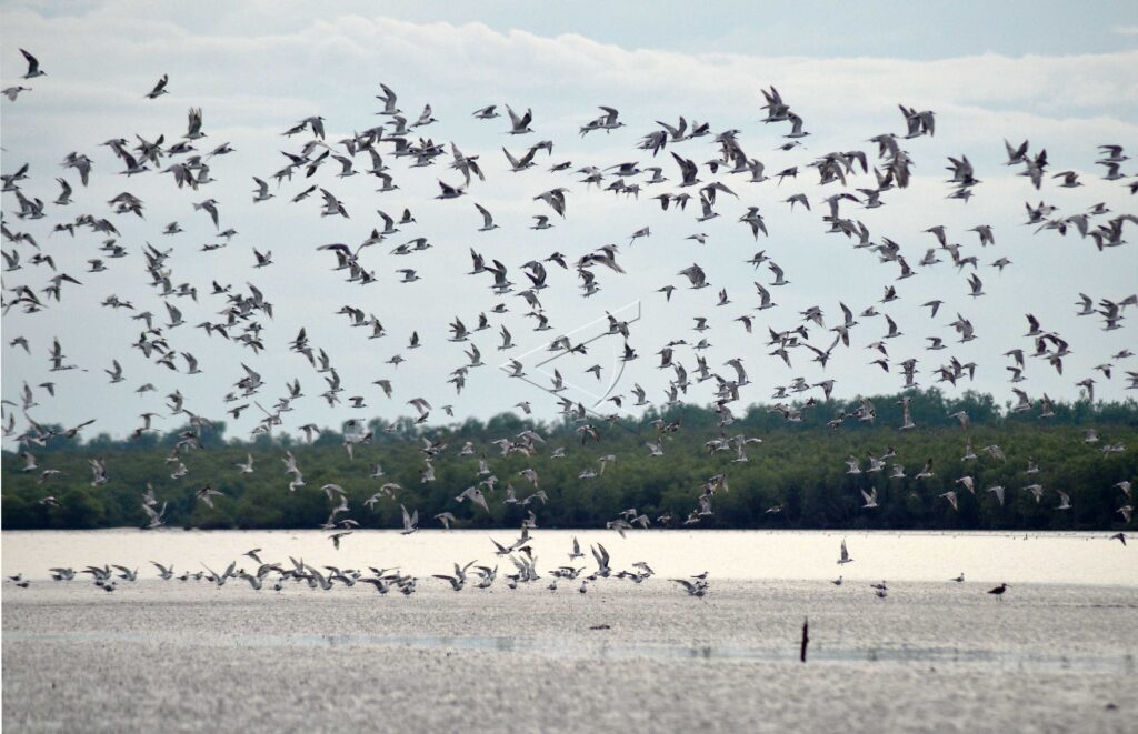 MIGRANT BIRDS IN JAMBI BERBAK AND SEMBILANG NATIONAL PARK  (TNBS)