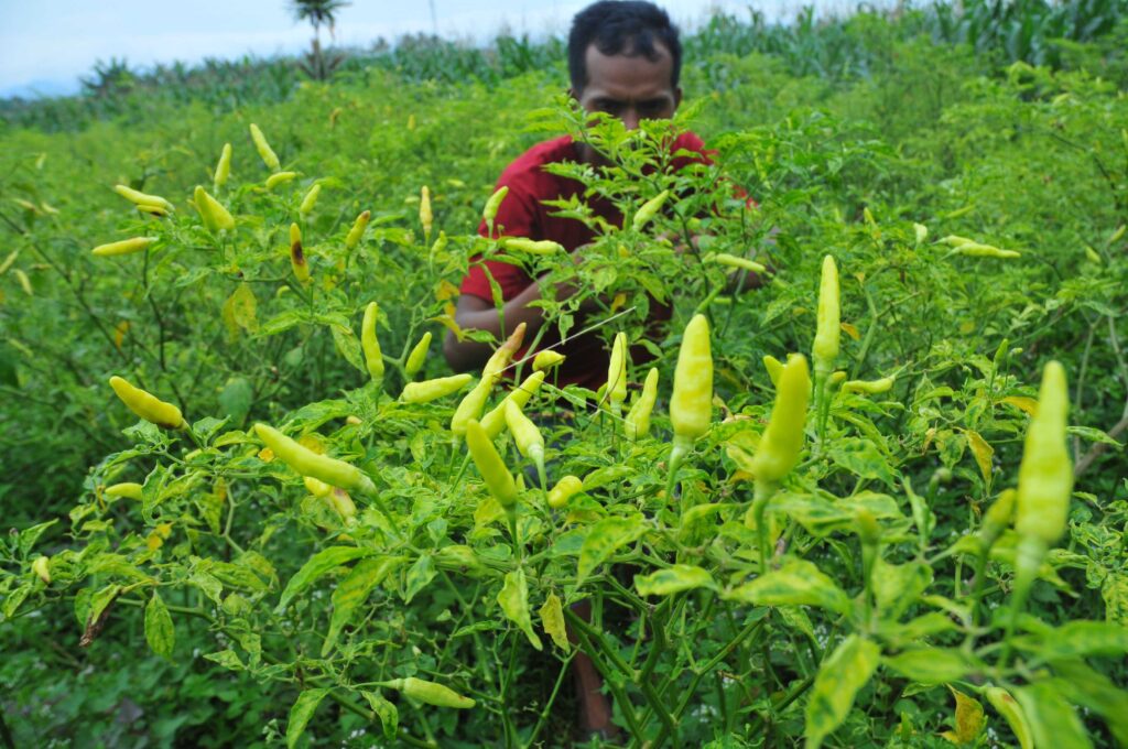 CHILLI FARMERS