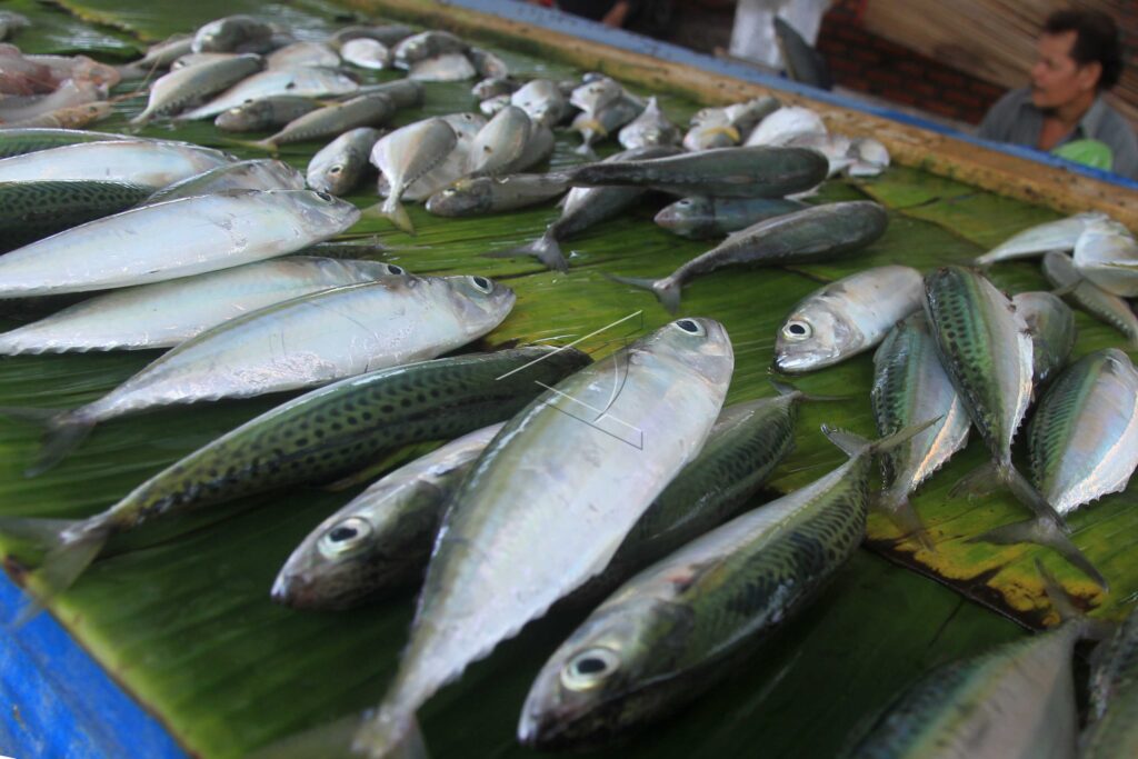 YELLOW TAIL FISH