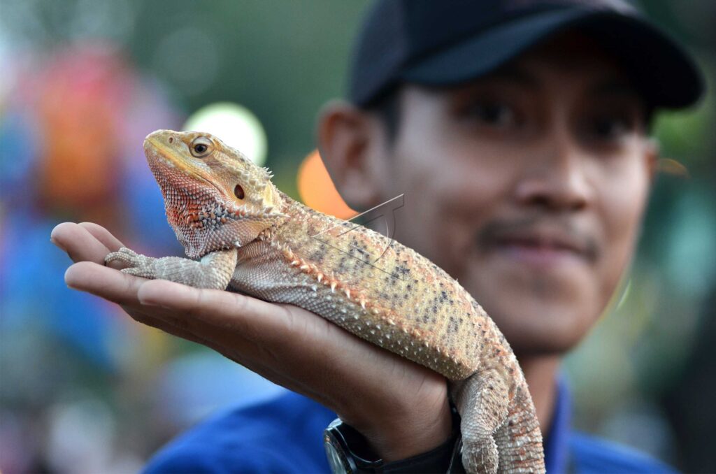 EDUKASI TENTANG REPTIL