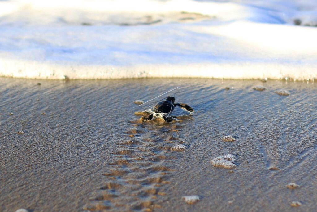 OLIVE RIDLEY SEA TURTLE CONSERVATION