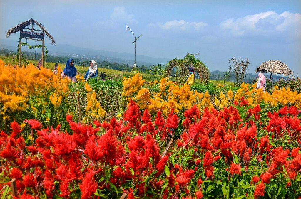 THE ECO-TOURISM AREA OF KAMPOENG SAWAH