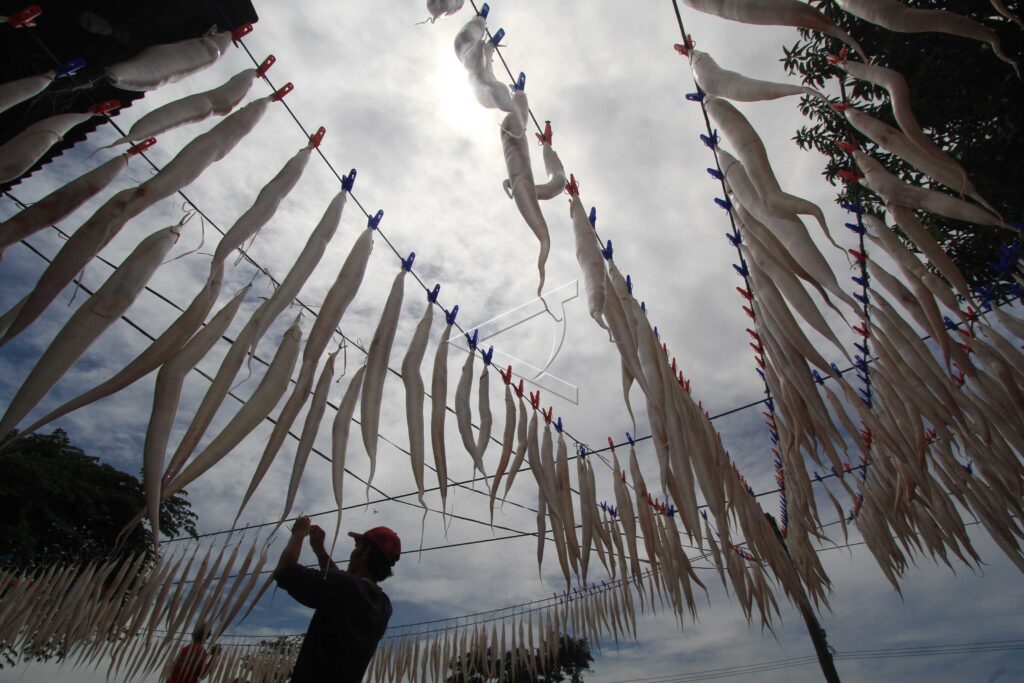 HIPIO EXPORT INCREASED