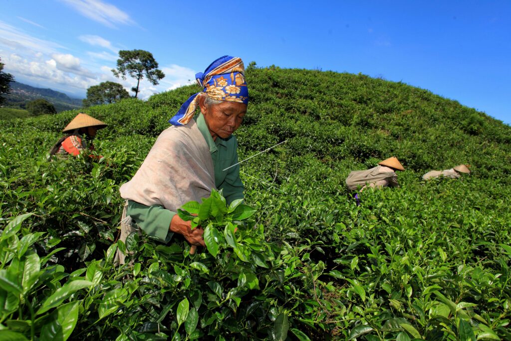 THE FALL OF TEA EXPORT
