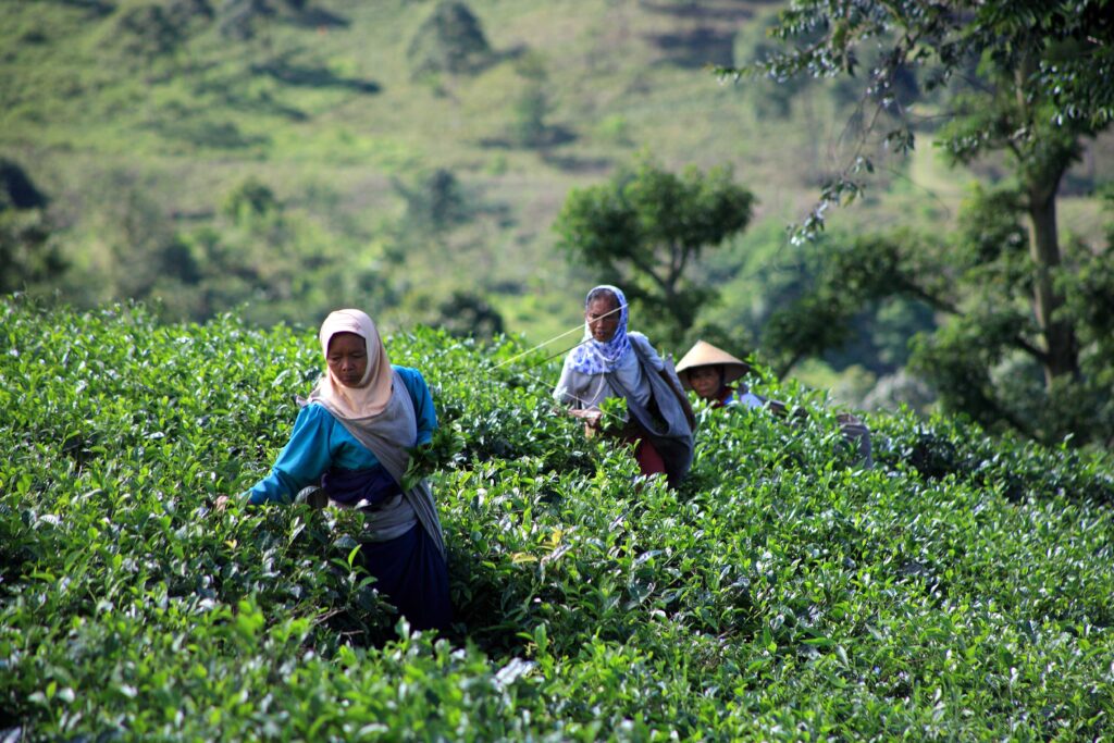 PICKING TEA LEAVES