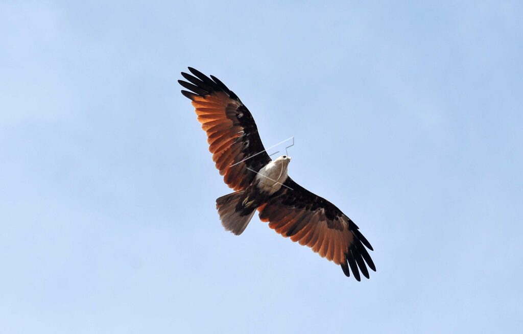 BRAHMINY KITE