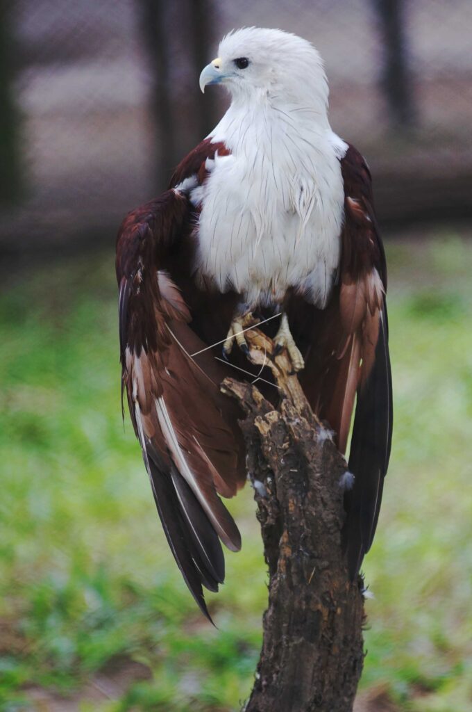 BRAHMINY KITE