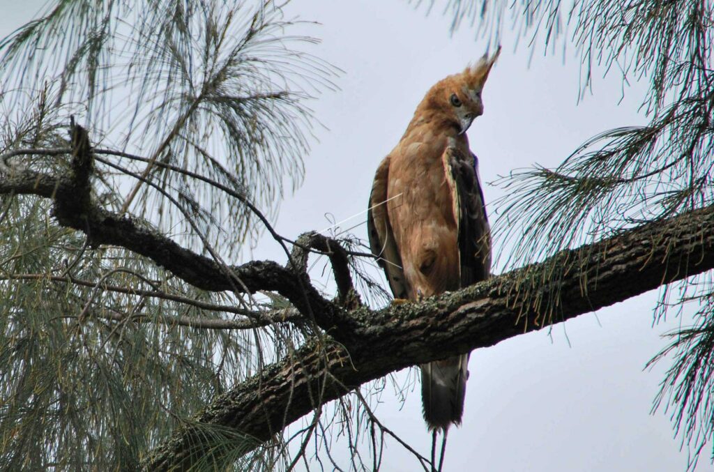 JAVAN HAWK EAGLE RELEASED