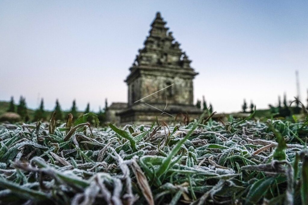 DIENG FROZEN