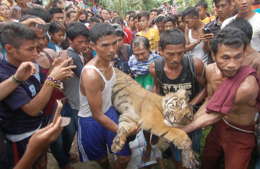 SUMATERAN TIGER EVACUATION