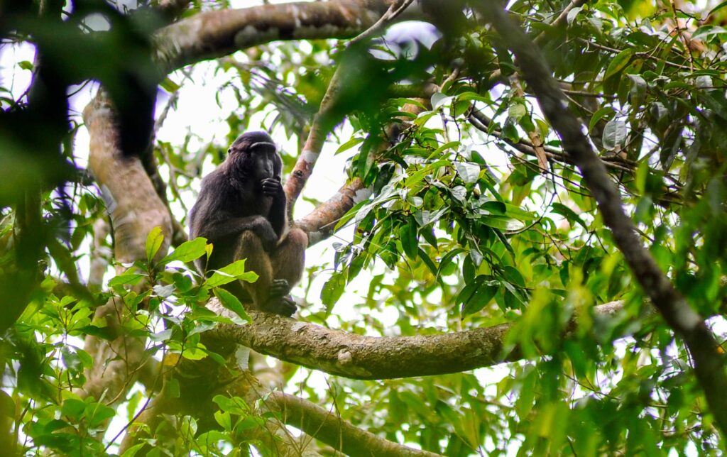 CELEBES CRESTED MACAQUE