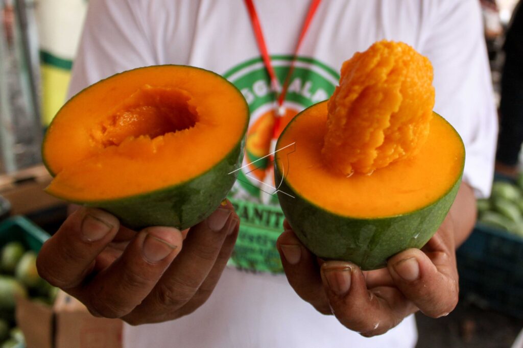 AVOCADOS MANGO FESTIVAL