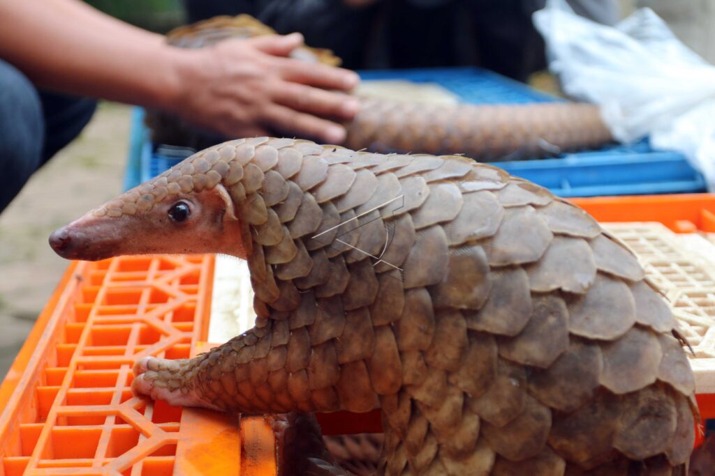 PANGOLIN SMUGGLING CASE