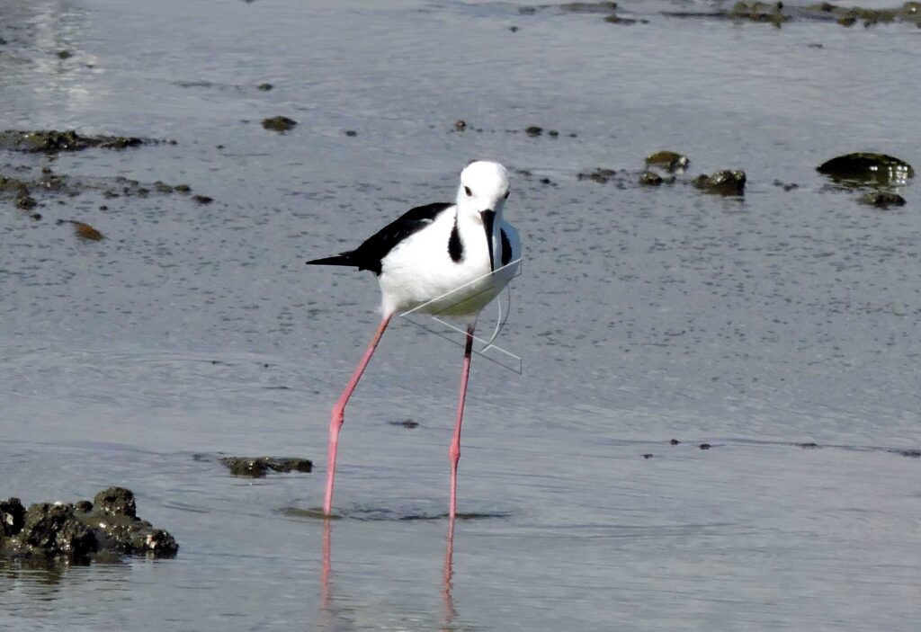 PIED STILT