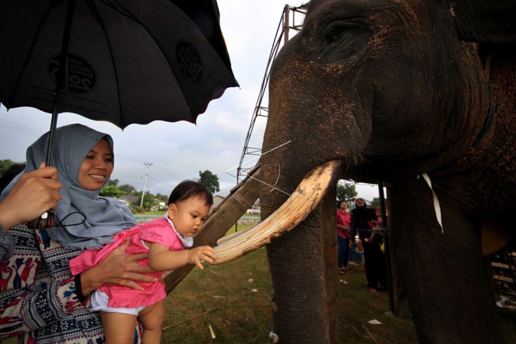 ELEPHANT FROM WAY KAMBAS