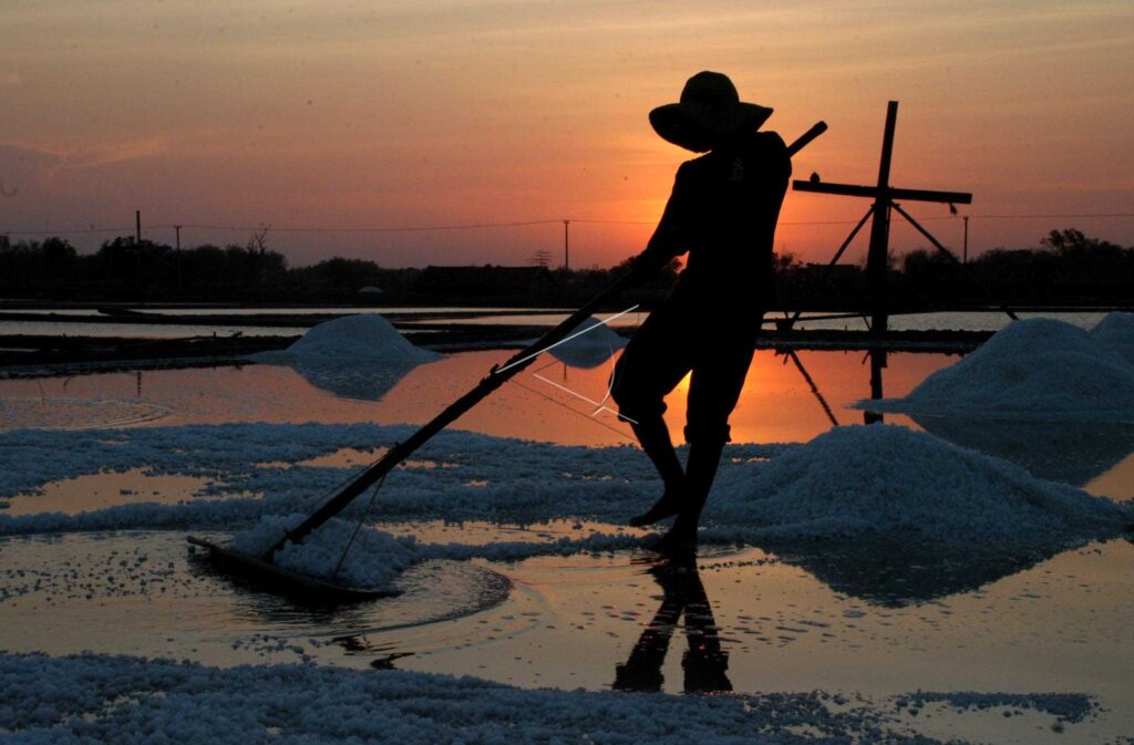 SALT HARVEST