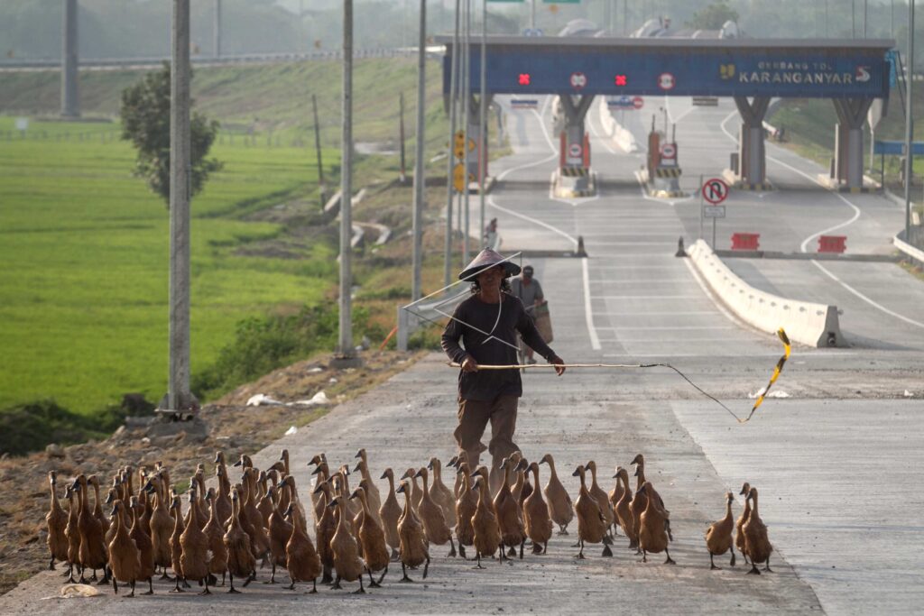 LIVESTOCK DUCK