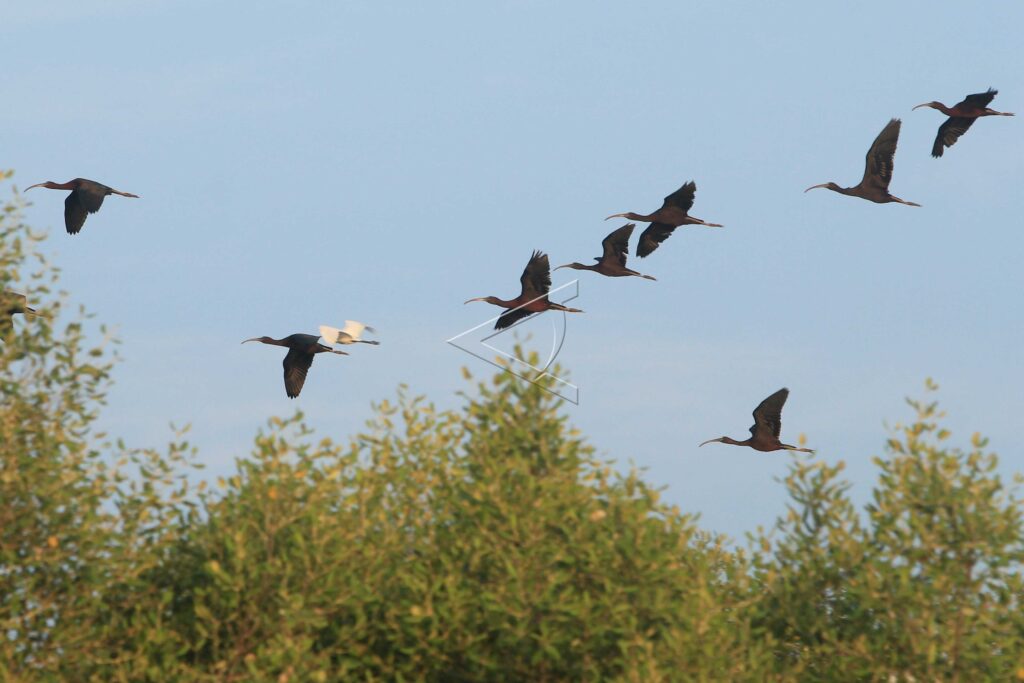 BURUNG IBIS ROKOROKO