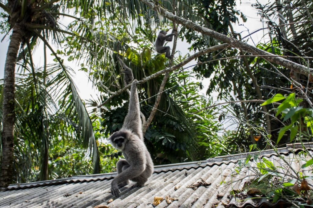 JAVAN GIBBON
