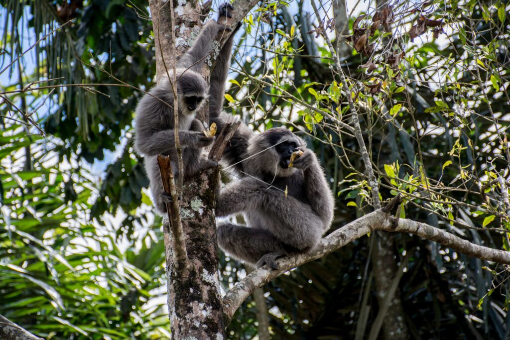 JAVAN GIBBON