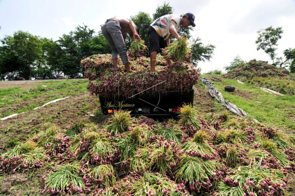 SHALLOTS PRICE DECREASING