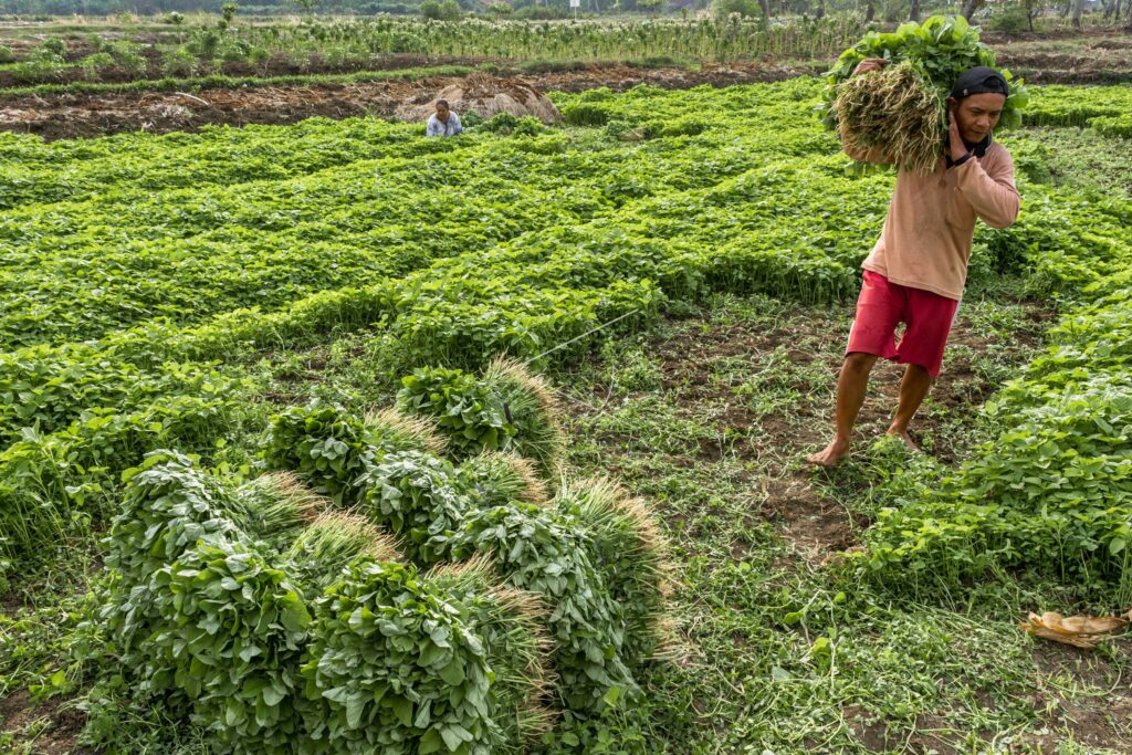 SPINACH HARVEST
