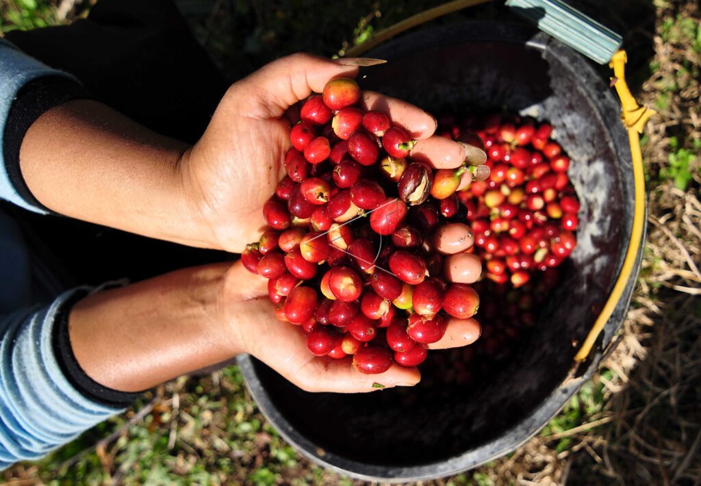 ARABICA COFFEE BEANS