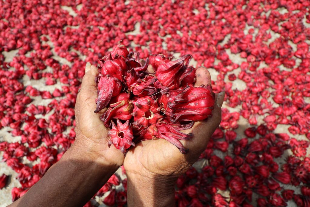 ROSELLA FLOWERS PRICES INCREASE