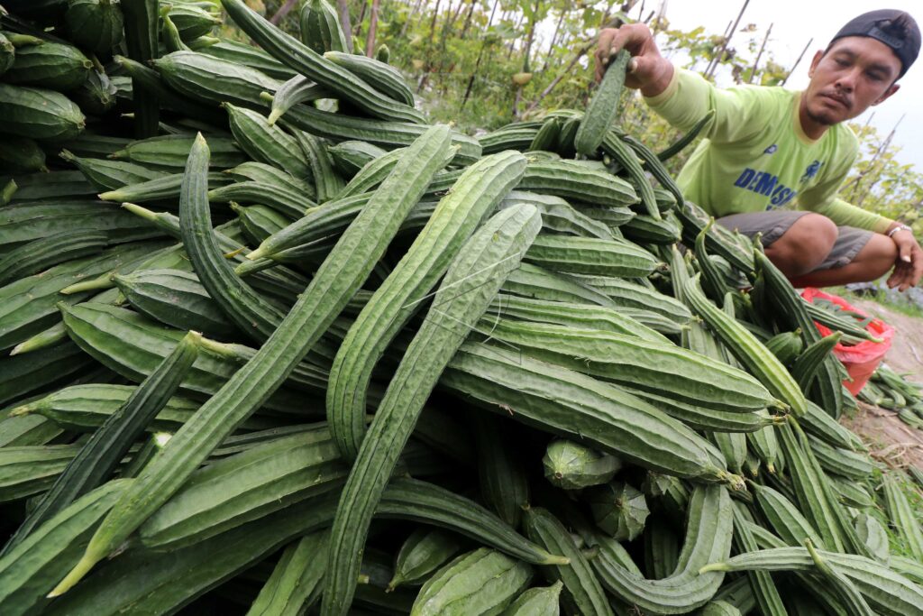 LUFFA PRICES WEAKEN