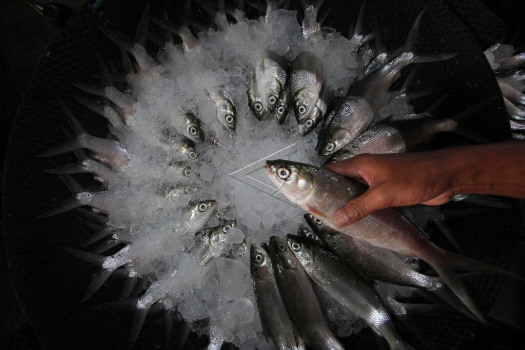 PENJUALAN IKAN BUDI DAYA BELUM STABIL