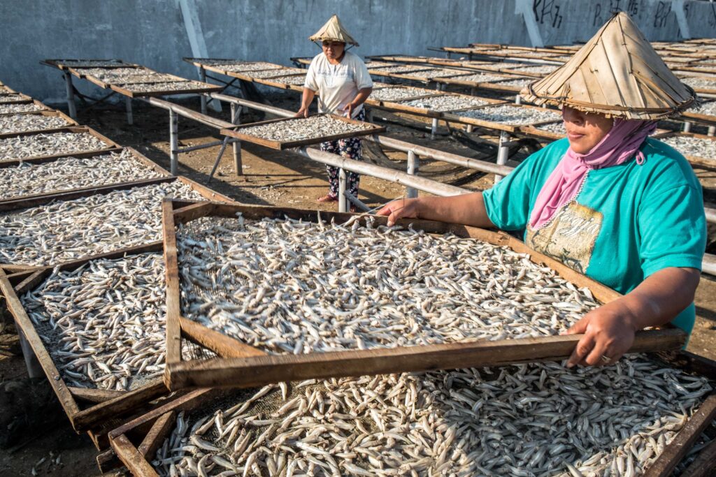 DRYING ANCHOVIES