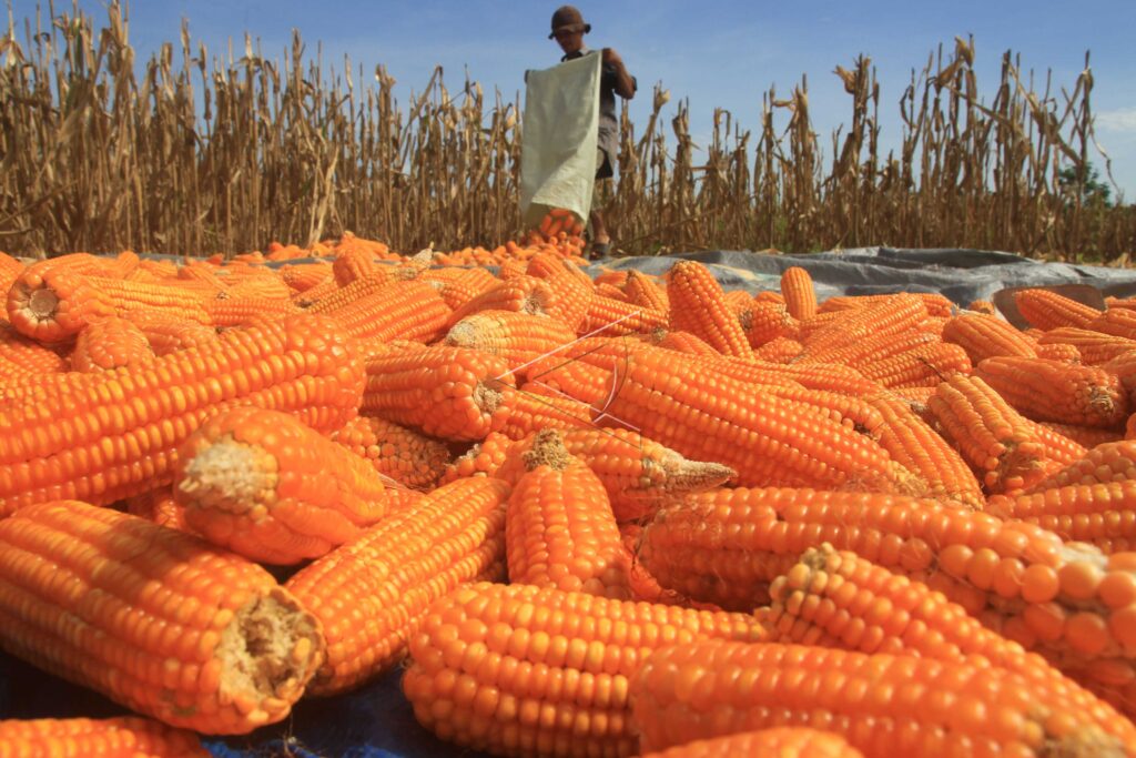 DRY CORN FOR ANIMAL FEED