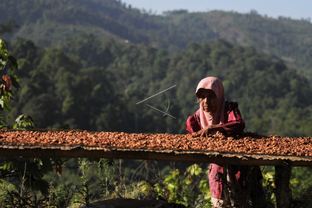 CACAO PRICES FALL AS HARVEST SEASON