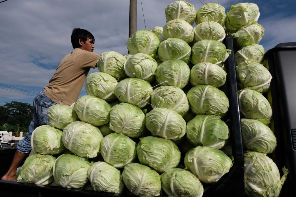 CABBAGE PRICE PLUMMETS